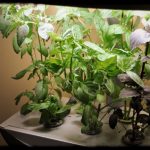 aerogrow garden