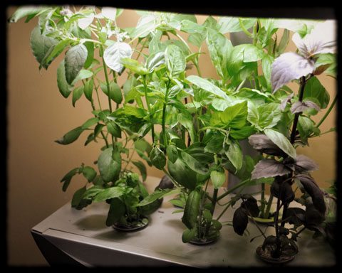 aerogrow garden