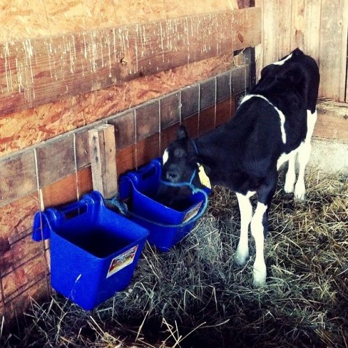 Beyer Dairy Cow