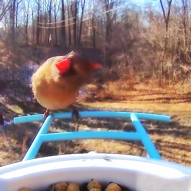 Female cardinal eating at a bird feeder.