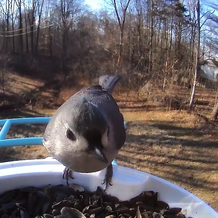 A tufted tit mouse enjoying sunflower seeds at a feeder in central Indiana