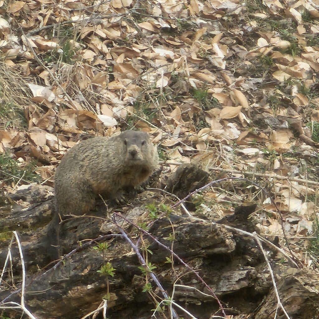 Groundhog in woods