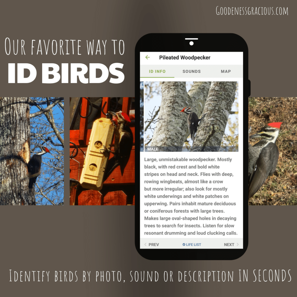 Our favorite way to identify birds! This free app identifies birds by sound, photo or description in seconds!