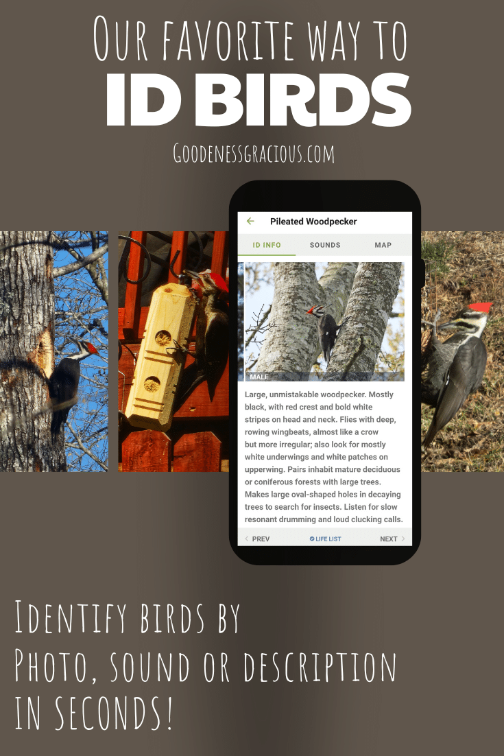 Our favorite way to identify birds! This free app identifies birds by sound, photo or description in seconds! via @crisgoode