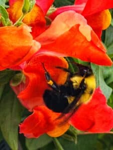 Bumble bee drinking nectar from a snapdragon